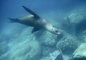 Seal picture