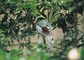 Shrike picture