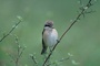 Shrike picture