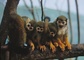 Squirrel Monkey picture
