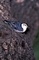 White-Breasted Nuthatch picture