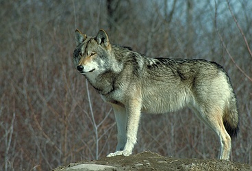 Wolf
