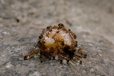 Red Ant