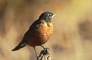 American Robin picture