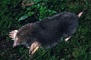 Eastern Mole picture