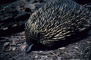 Echidna picture