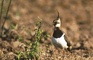Lapwing picture