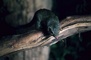 Lesser Tree Shrew picture