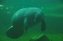 Manatees picture