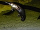 Platypus picture