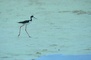 Stilt picture