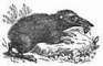 Tenrec picture