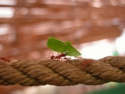 Ant Magnet