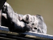 Chimpanzee Poster