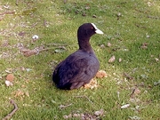 Coot Magnet