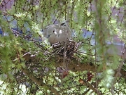 Dove Magnet