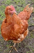 Hen Magnet