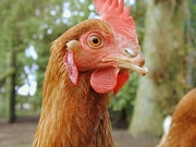 Hen Magnet