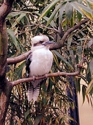 Kookaburra Magnet