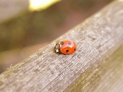 Ladybug Mousepad