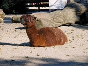 Llama Magnet