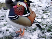 Mandarin Duck Magnet