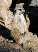 Meerkat Magnet