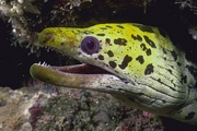 Moray Eel Magnet