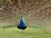 Peacock Magnet