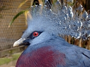 Pigeon Magnet