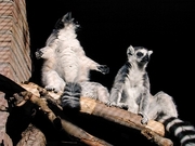 Ring-Tailed Lemur Poster