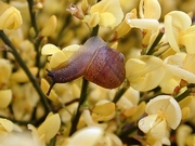 Snail T-Shirt