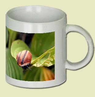 Snail Coffee Mug