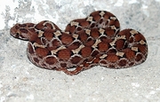 Adder Poster