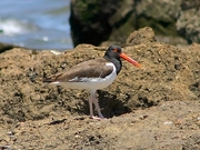 American Oystercatcher Magnet