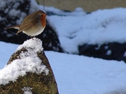 American Robin Magnet