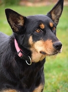 Australian Cattle Dog Poster