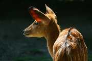 Axis Deer T-Shirt