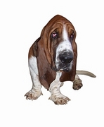 Basset Hound Magnet