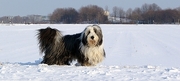 Bearded Collie Poster