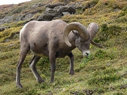 Big Horn Sheep Magnet