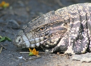 Blue Tegu Magnet