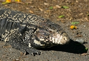 Blue Tegu Magnet