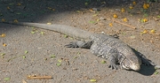 Blue Tegu Magnet