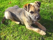 Border Terrier Poster