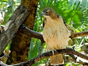 Broad-winged Hawk Magnet
