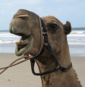 Camel Magnet