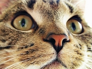 Cat Magnet