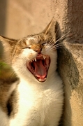 Cat Magnet