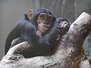 Chimpanzee Poster